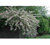 Вейгела цветущая Нана Вариегата (Nana Variegata) C 2,5